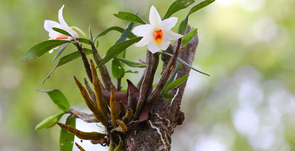 Plantas epifitas: el ejemplo de las orquídeas Plantas epifitas: el ejemplo de las orquídeas