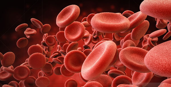 ¿Qué células hay en nuestra sangre? 