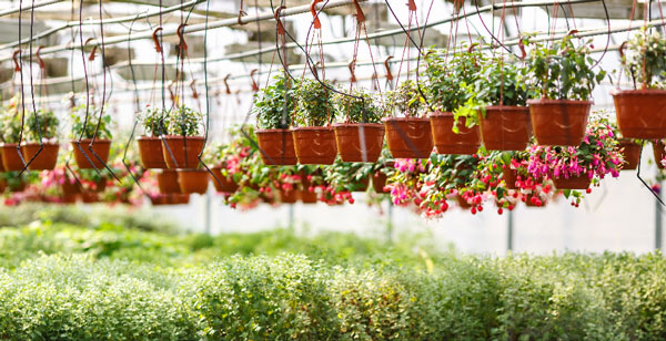 &iquest;Las plantas solo hacen la fotos&iacute;ntesis en las hojas?
