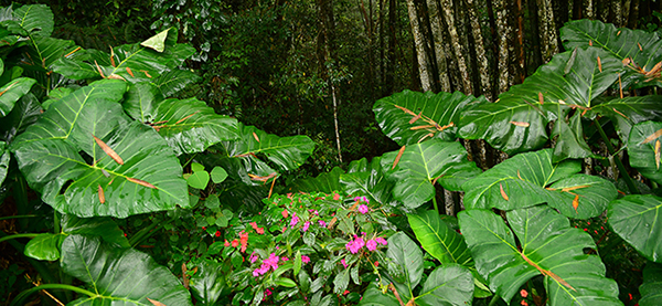 ¿Por qué son verdes las plantas? 