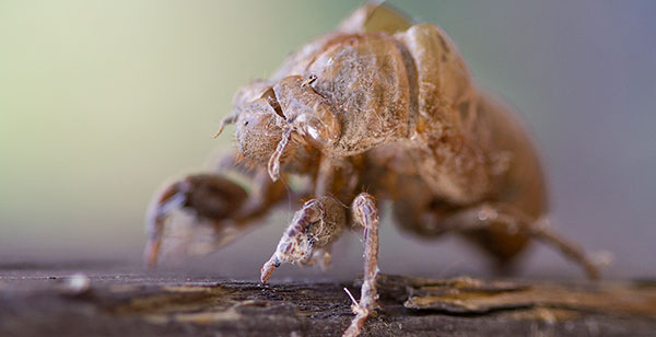 Las cigarras y los números primos 